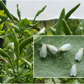 ระวังแมลงหวี่ขาวยาสูบ ในพริก