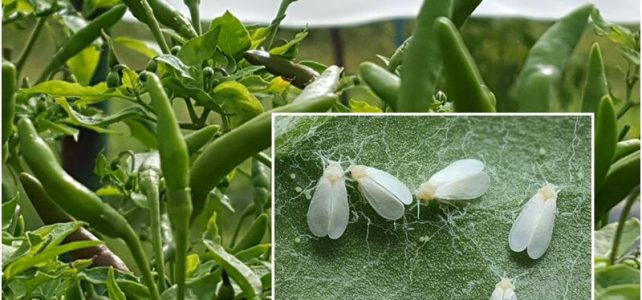 ระวังแมลงหวี่ขาวยาสูบ ในพริก