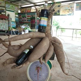 วิสาหกิจชุมชนกลุ่มผู้ปลูกมันสำปะหลังแปลงใหญ่ตำบลหนองไผ่