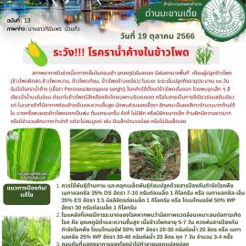 แจ้งเตือน.…ระวัง!!!โรคราน้ำค้างในข้าวโพด