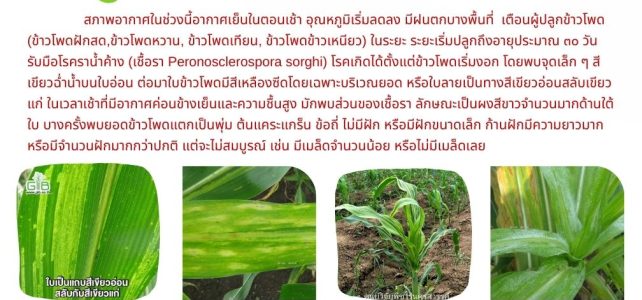 แจ้งเตือน.…ระวัง!!!โรคราน้ำค้างในข้าวโพด