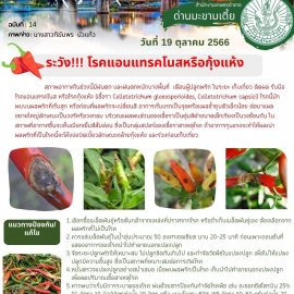 แจ้งเตือนระวัง !!! โรคแอนแทรคโนสหรือกุ้งแห้ง