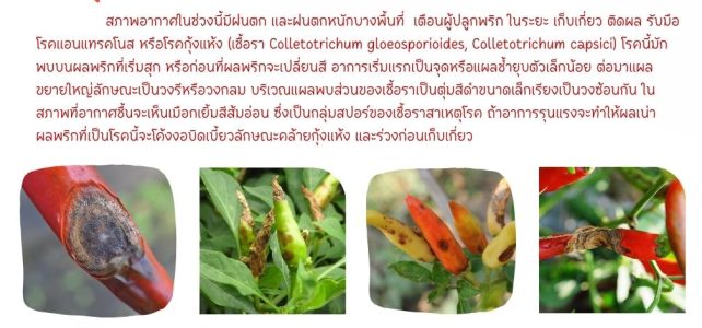 แจ้งเตือนระวัง !!! โรคแอนแทรคโนสหรือกุ้งแห้ง