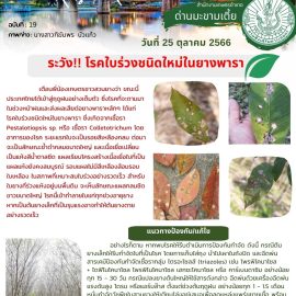 แจ้งเตือนระวัง !!! โรคใบร่วงชนิดใหม่ในยางพารา
