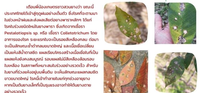 แจ้งเตือนระวัง !!! โรคใบร่วงชนิดใหม่ในยางพารา