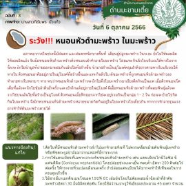 แจ้งเตือนระวัง หนองหัวดำมะพร้าว ในมะพร้าว