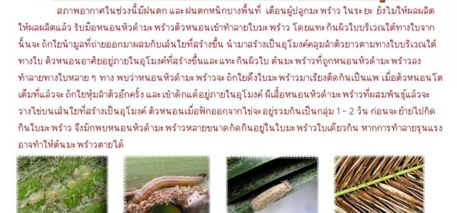 แจ้งเตือนระวัง หนองหัวดำมะพร้าว ในมะพร้าว