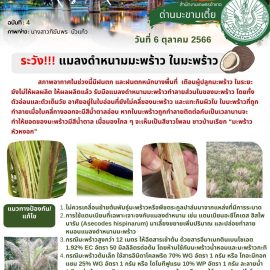 แจ้งเตือนระวัง แมลงดำหนามมะพร้าว ในมะพร้าว