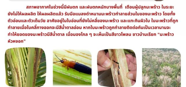 แจ้งเตือนระวัง แมลงดำหนามมะพร้าว ในมะพร้าว