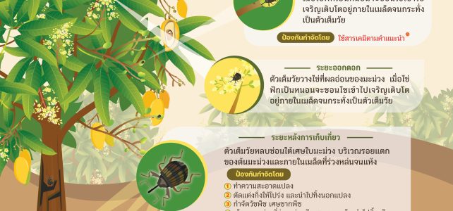 เตือนภัย ด้วงงวงเจาะเมล็ดมะม่วง
