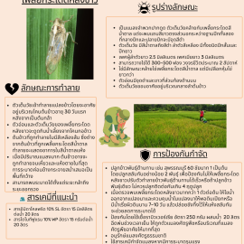 แจ้งเตือน ระวัง!!! เพลี้ยกระโดดหลังขาว