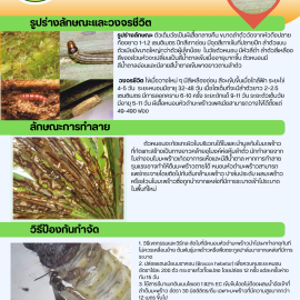 แจ้งเตือน ระวัง!!! หนอนหัวดำมะพร้าว