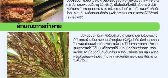 แจ้งเตือน ระวัง!!! หนอนหัวดำมะพร้าว