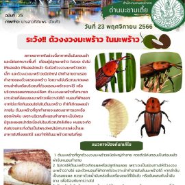 แจ้งเตือน ระวัง!!! ด้วงงวงมะพร้าว ในมะพร้าว