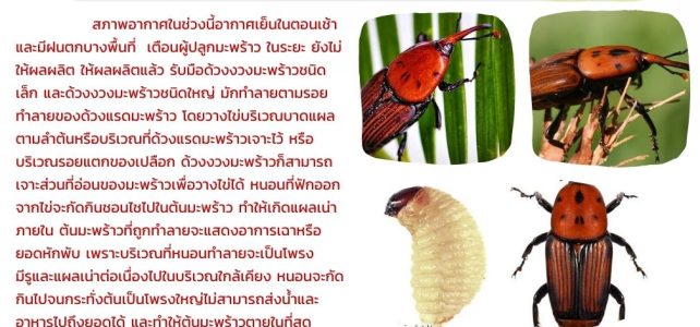 แจ้งเตือน ระวัง!!! ด้วงงวงมะพร้าว ในมะพร้าว