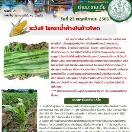 แจ้งเตือน ระวัง!!! โรคราน้ำค้างในข้าวโพด