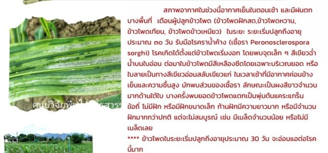 แจ้งเตือน ระวัง!!! โรคราน้ำค้างในข้าวโพด แจ้งเตือน ระวัง!!! โรคราน้ำค้างในข้าวโพด