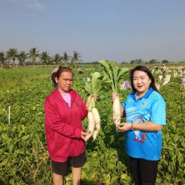 ติดตาม เยี่ยมเยียนเกษตรกรผู้ปลูกหัวไชเท้าบ้านหนองไผ่