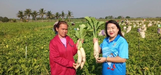 ติดตาม เยี่ยมเยียนเกษตรกรผู้ปลูกหัวไชเท้าบ้านหนองไผ่
