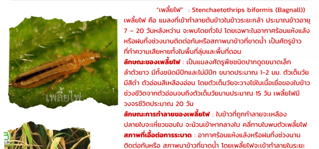 ประชาสัมพันธ์//**แจ้งเตือนภัย ระวังเพลี้ยไฟ ศัตรูข้าวตัวร้าย