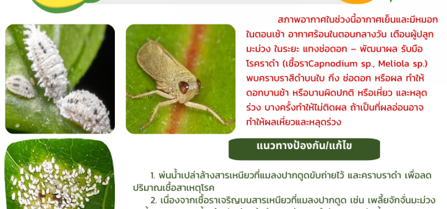 - ประชาสัมพันธ์//**แจ้งเตือนภัย ระวังโรคราดำ
