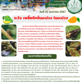 - ประชาสัมพันธ์//**แจ้งเตือนภัย ระวัง เพลี้ยจักจั่นมะม่วง ในมะม่วง