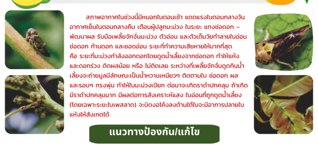 - ประชาสัมพันธ์//**แจ้งเตือนภัย ระวัง เพลี้ยจักจั่นมะม่วง ในมะม่วง