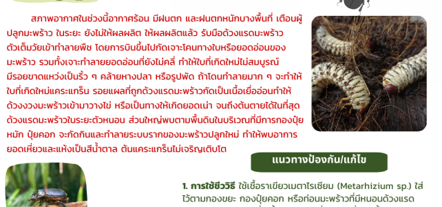 - ประชาสัมพันธ์//**แจ้งเตือนภัย ระวังด้วงแรดมะพร้าว ในมะพร้าว
