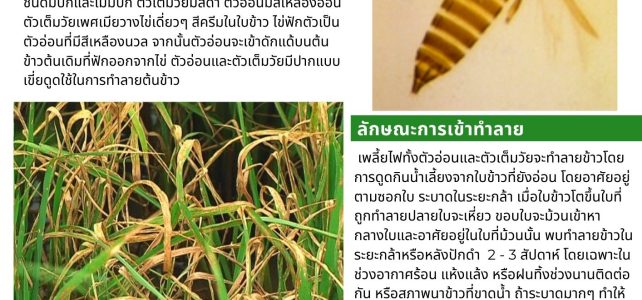 ประชาสัมพันธ์//**แจ้งเตือน เฝ้าระวังเพลี้ยไฟข้าว//**