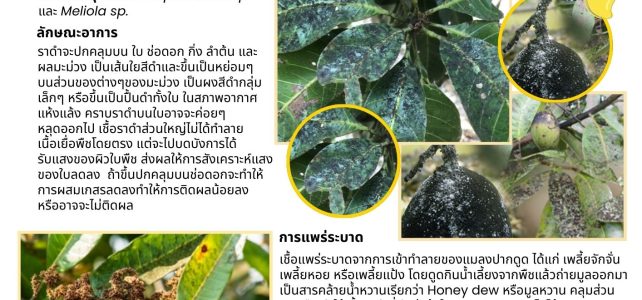 ประชาสัมพันธ์//แจ้งเตือน เฝ้าระวังโรคราดำในมะม่วง//
