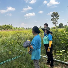 ร่วมกับสถาบันเทคโนโลยีพระจอมเกล้าเจ้าคุณทหารลาดกระบัง ลงพื้นที่เพื่อเก็บตัวอย่างโรคแอนแทรคโนสในพริก