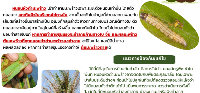 //**แจ้งเตือนภัย ระวังหนอนหัวดำมะพร้าว ในมะพร้าว