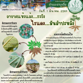ระวัง ไรแดง…มันสำปะหลัง