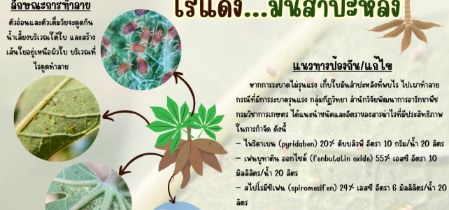 ระวัง ไรแดง…มันสำปะหลัง