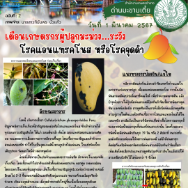 ระวังโรคแอนแทรคโนส หรือโรคจุดดำในมะม่วง