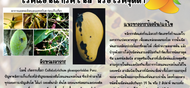ระวังโรคแอนแทรคโนส หรือโรคจุดดำในมะม่วง