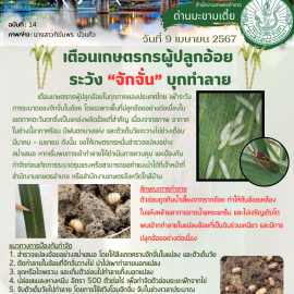 **เตือนภัยเกษตรกรผู้ปลูกอ้อย เฝ้าระวังการระบาดของ “จั่กจั่น“ในอ้อย