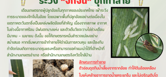 **เตือนภัยเกษตรกรผู้ปลูกอ้อย เฝ้าระวังการระบาดของ “จั่กจั่น“ในอ้อย