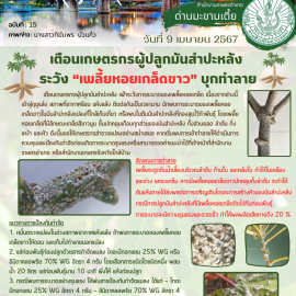 **เตือนภัยเกษตรกรผู้ปลูกมันสำปะหลัง เฝ้าระวังการระบาดของ“เพลี้ยหอยเกล็ดขาว”