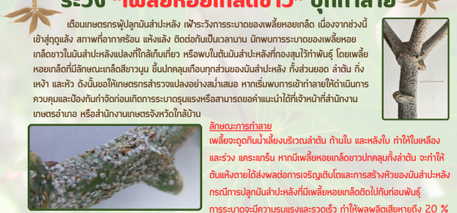 **เตือนภัยเกษตรกรผู้ปลูกมันสำปะหลัง เฝ้าระวังการระบาดของ“เพลี้ยหอยเกล็ดขาว”