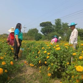ติดตาม เยี่ยมเยียนเกษตรกรผู้ปลูกดาวเรือง