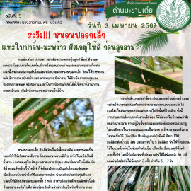 แจ้งเตือนเฝ้าระวัง หนอนปลอกเล็ก แทะใบปาล์ม‑มะพร้าว