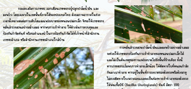 แจ้งเตือนเฝ้าระวัง หนอนปลอกเล็ก แทะใบปาล์ม‑มะพร้าว