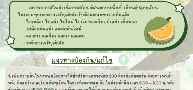 แจ้งเตือน เฝ้าระวังผลกระทบจากภัยแล้ง ในทุเรียน