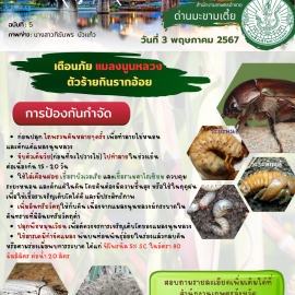 แจ้งเตือนภัยเกษตรกรผู้ปลูกอ้อย เฝ้าระวังการระบาดของ แมลงนูนหลวง