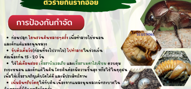 แจ้งเตือนภัยเกษตรกรผู้ปลูกอ้อย เฝ้าระวังการระบาดของ แมลงนูนหลวง แจ้งเตือนภัยเกษตรกรผู้ปลูกอ้อย เฝ้าระวังการระบาดของ แมลงนูนหลวง