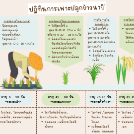 ปฏิทินการเพาะปลูกข้าวนาปี 2566/67