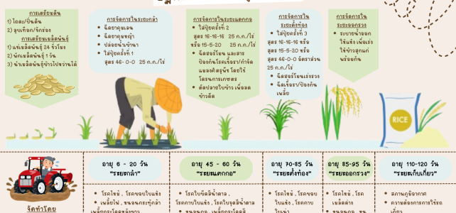 ปฏิทินการเพาะปลูกข้าวนาปี 2566/67