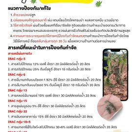 เตือนภัยเกษตรกร…ป้องกันกำจัดหนอนกระทู้ในมันสำปะหลัง