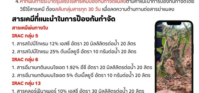 เตือนภัยเกษตรกร…ป้องกันกำจัดหนอนกระทู้ในมันสำปะหลัง